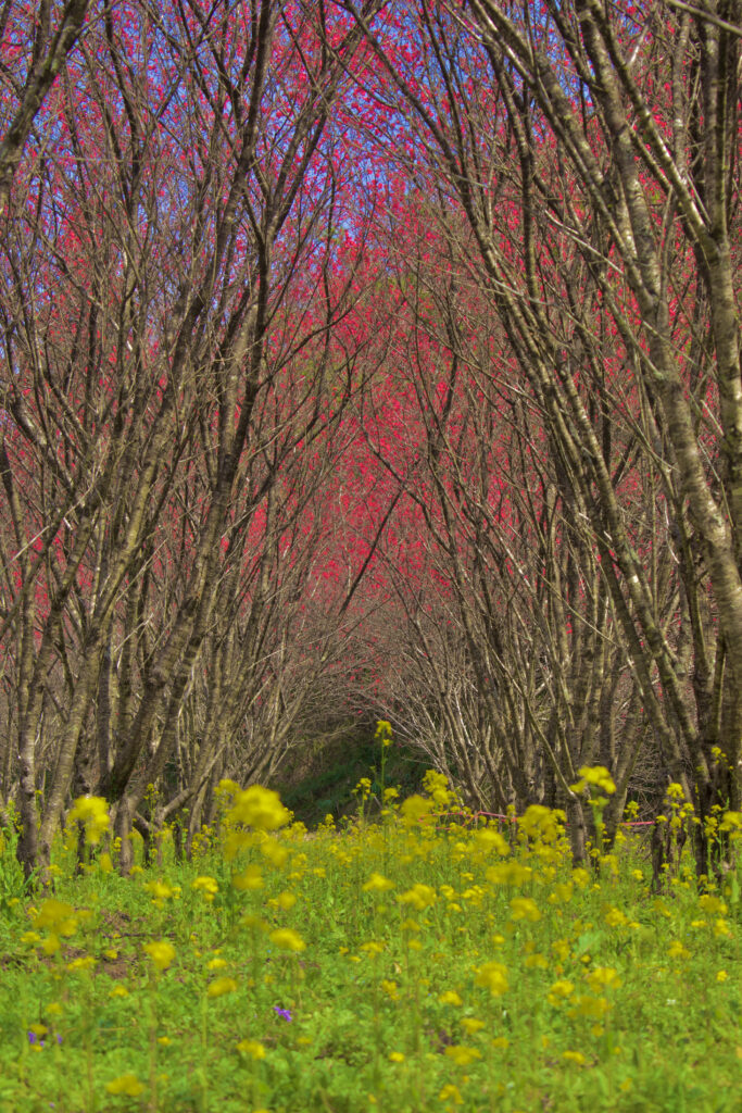 天国に一番近い里　花桃のトンネル