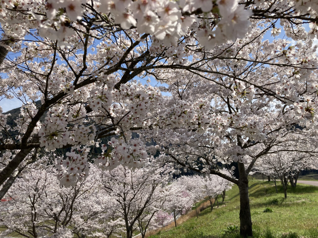 川本町因原　堤防桜並木