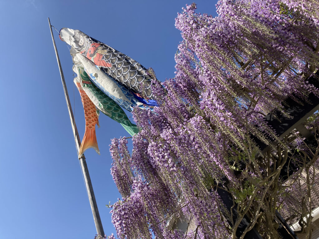 藤棚と鯉のぼり