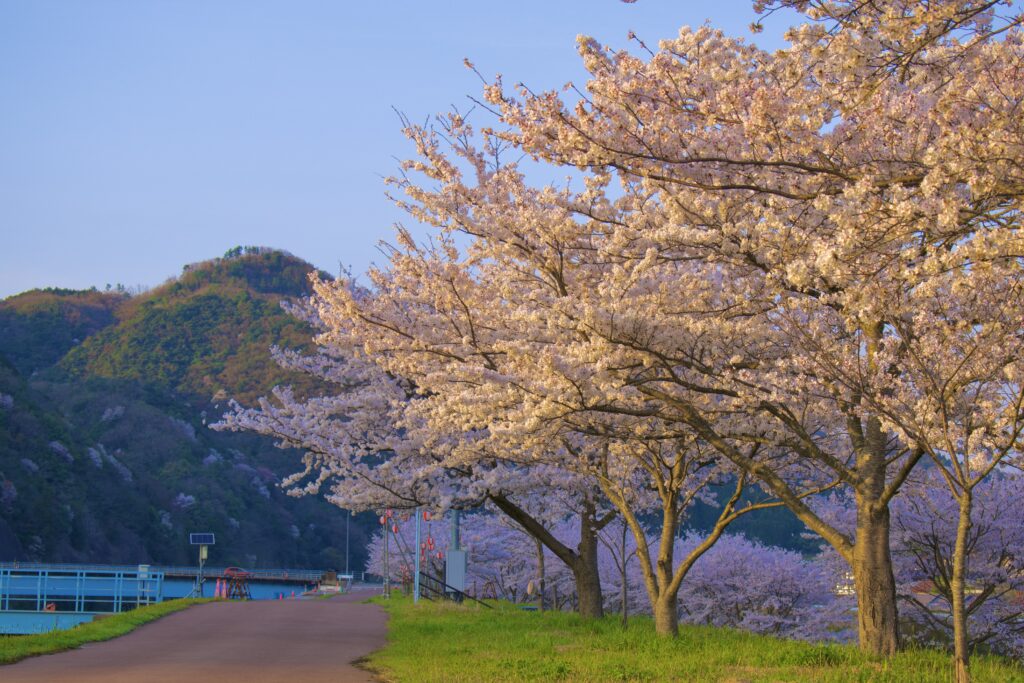 川本町因原　堤防に咲く桜