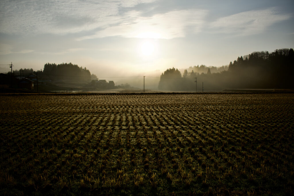 川本町　刈入後の田に射す朝日